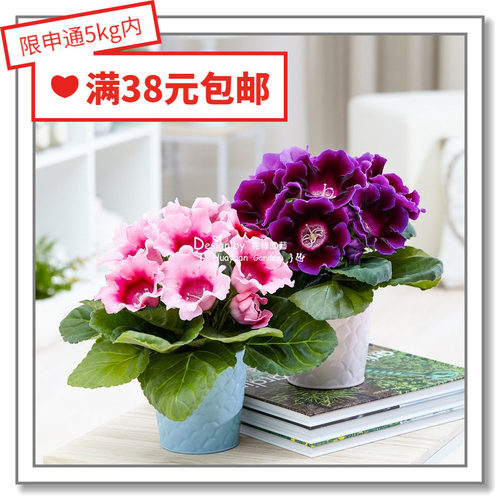 进口日本苦苣苔科大岩桐花缘咸菜