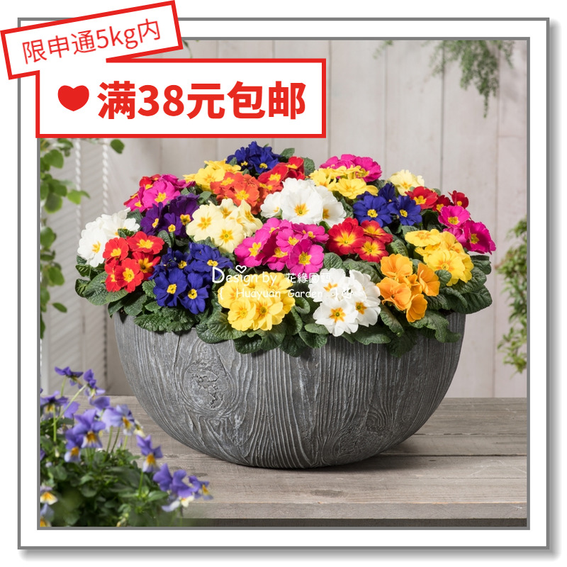 报春四季牛舌樱草5-10花缘咸菜