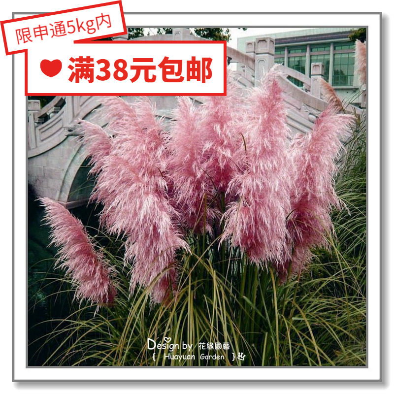 花缘咸菜 进口观赏草种子*泛美*蒲苇/芒/粉黛乱子/坡地毛冠*10粒