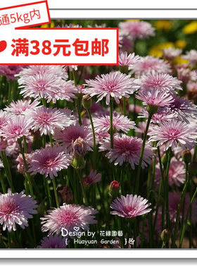 花缘咸进口英国花缘咸菜