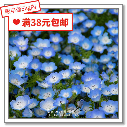 花缘咸菜进口种子日本takii