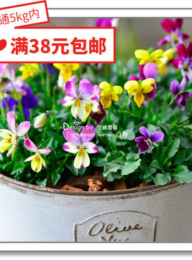 花缘咸菜进口花种子小兔子熊皱边