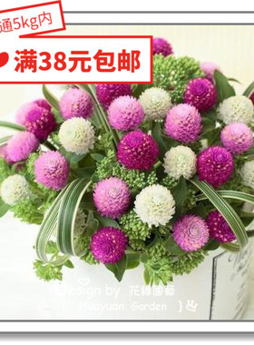 花缘咸菜 进口观赏花种子*日本SAKATA*矮生千日红*小矮人混色10粒