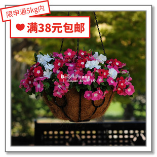 花缘咸菜 进口观赏花种子*泛美*垂吊长春花*地中海系列10粒