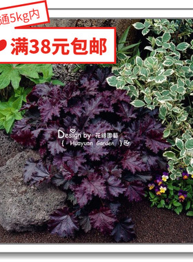 花缘咸菜 进口观赏花种子*泛美/德国Benary四季变脸*矾根10粒丸化