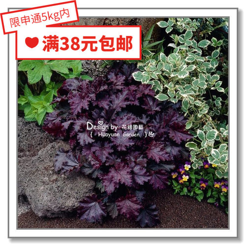 泛美德国benary四季10粒花缘咸菜