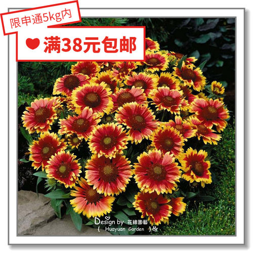 benary天人菊亚利桑那花缘咸菜