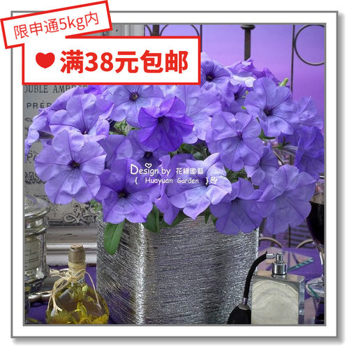 垂吊矮牵牛夜来香5粒花缘咸菜