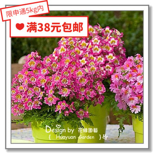 花缘咸菜 进口观赏花种子*英国TM*蛾蝶花*霍比特/亚特兰*混色5粒