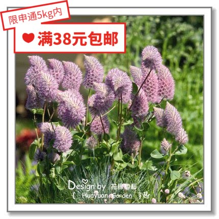 花缘咸菜澳洲狐尾幼兽种子