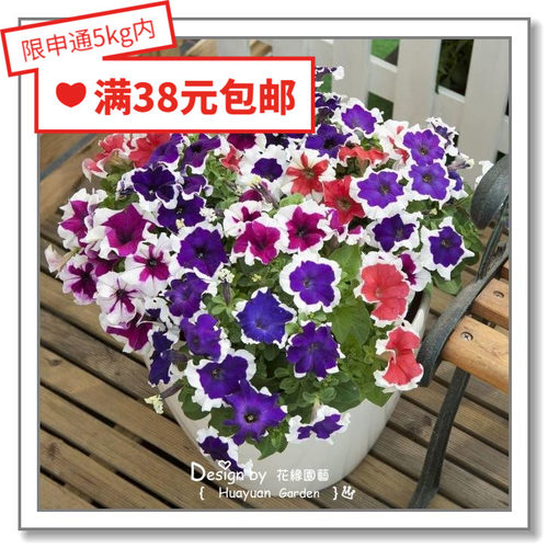 进口日本矮牵牛混色花缘咸菜