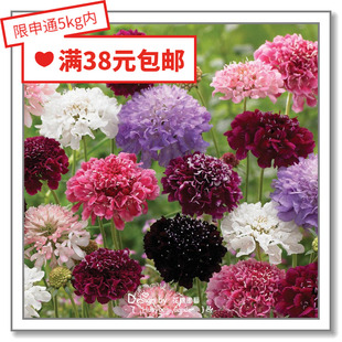 花缘咸菜 进口观赏花种子*马其顿川续断/蓝盆花/轮峰菊/松虫草5-1