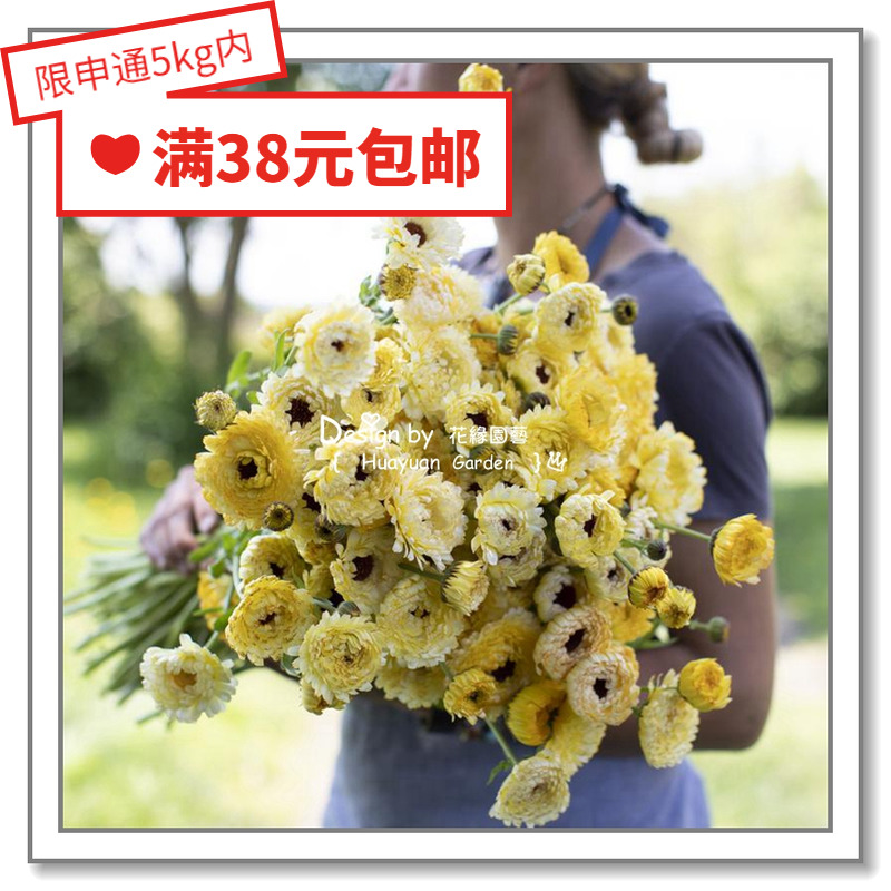 进口金盏菊英国花缘咸菜