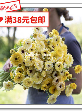 进口金盏菊英国花缘咸菜