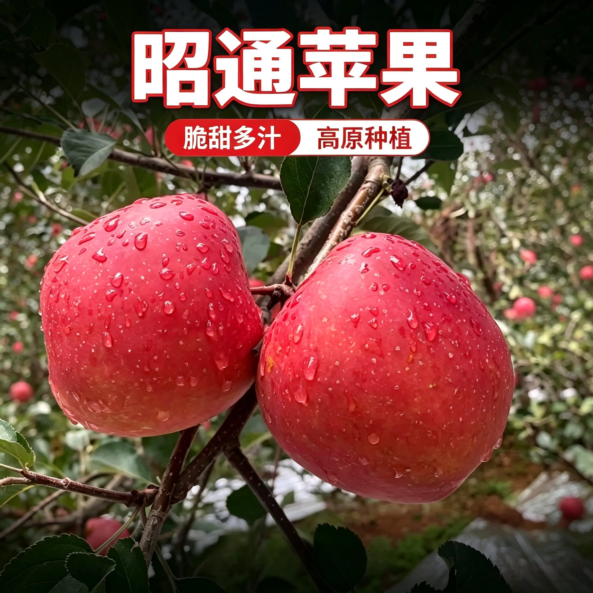 昭通糖心苹果丑苹果富士苹果当季鲜果时令水果现摘现发中果包邮