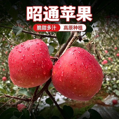 昭通糖心苹果丑苹果富士苹果当季鲜果时令水果现摘现发中果包邮