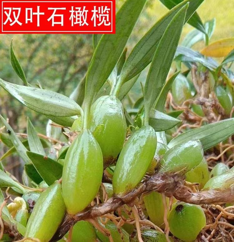 广东石橄榄新鲜现摘现发双叶石橄榄草500g克石仙桃炖汤滋补品材料