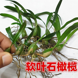 石橄榄新鲜500g双叶中小号石仙桃果种植盆栽炖汤补品煲汤材料单叶