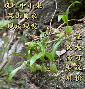 现采石橄榄新鲜双叶中小果500g石仙桃果上叶石枣炖汤煲汤补品材料