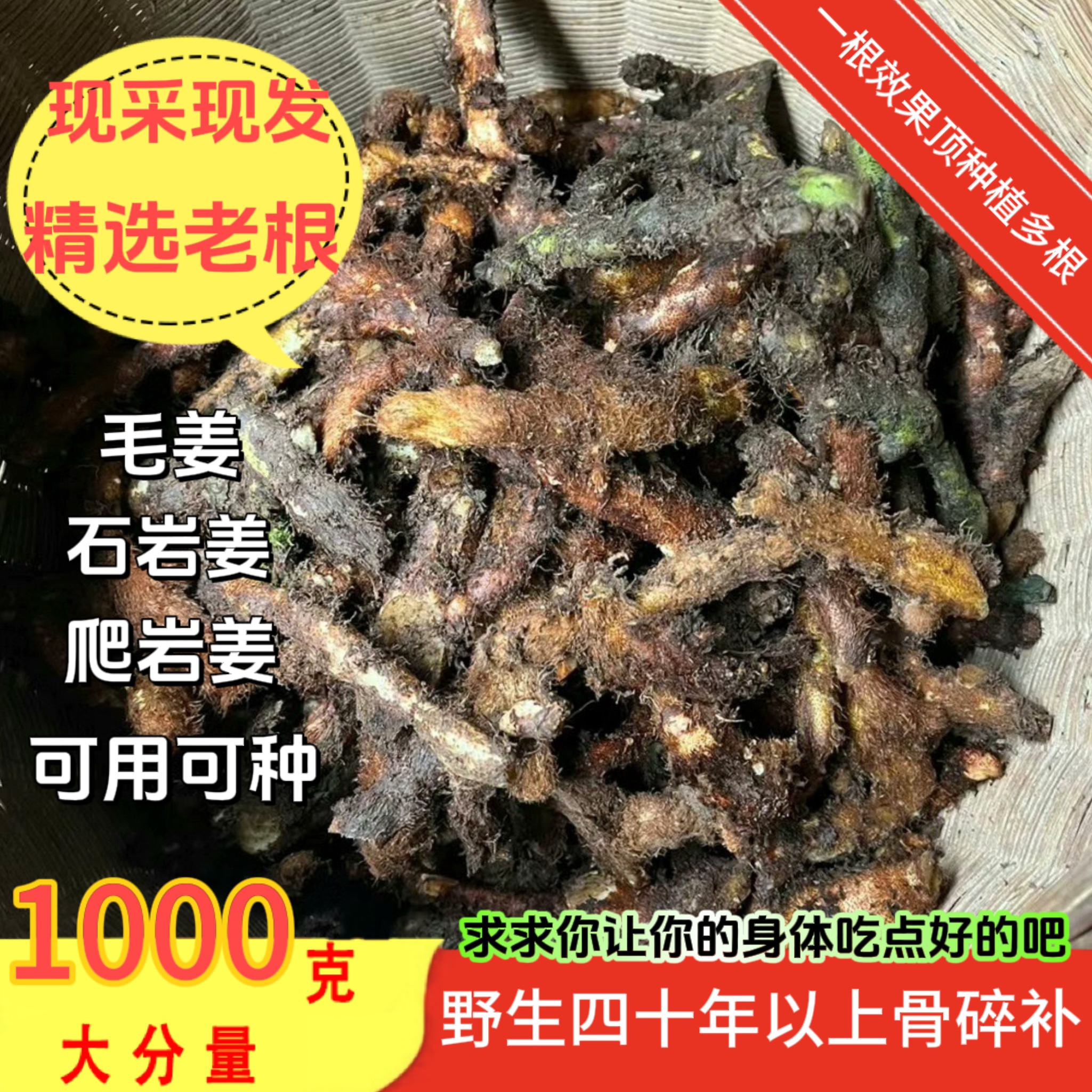 深山野生新鲜骨碎补毛姜爬岩姜石岩姜接骨猴姜肉煲汤中药材泡酒料
