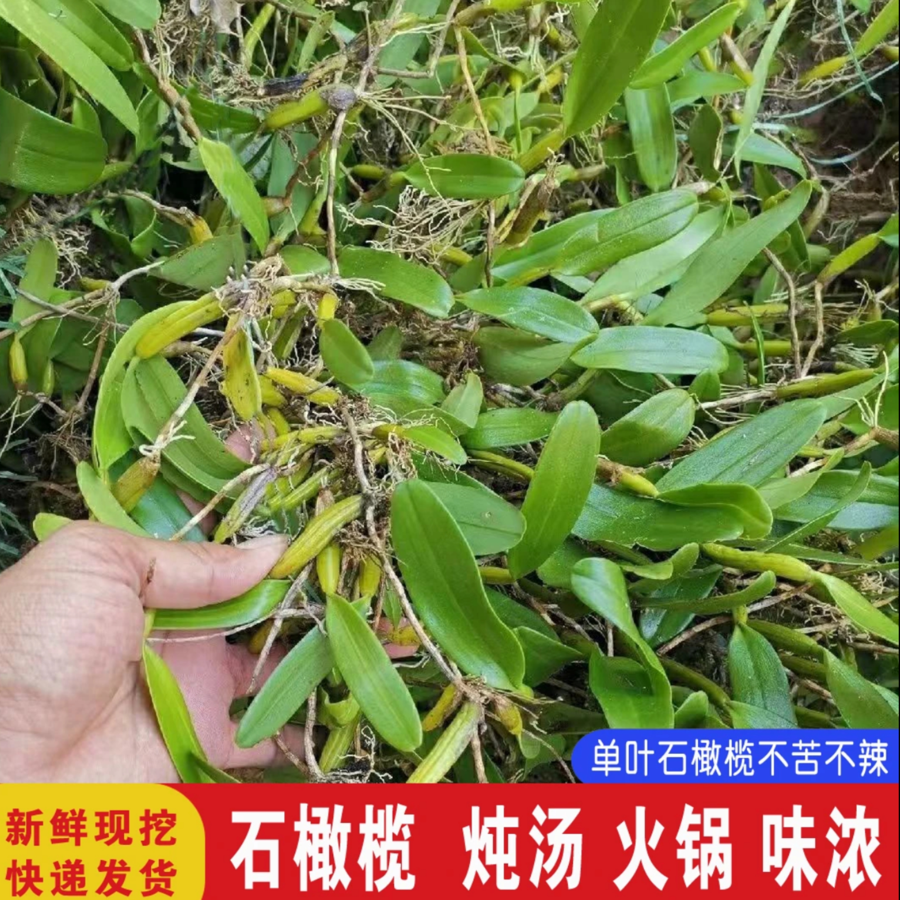 现发石橄榄新鲜单叶小果石仙桃炖汤煲汤500g小号果上叶壁岩珠包邮