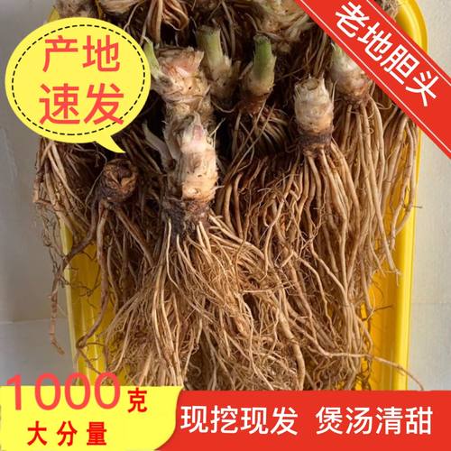 新鲜野生正宗地胆头老根1000克