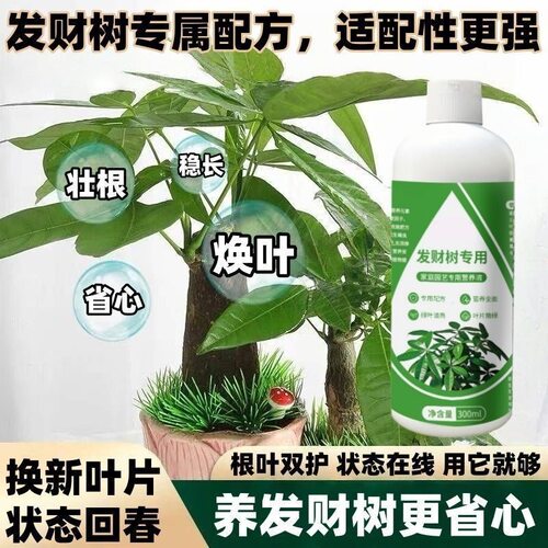发财树专用营养液肥料水培植物叶