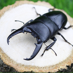 中国大扁锹成虫独角仙锹甲活体另类昆虫幼虫饲养箱饲料巨型夹夹虫