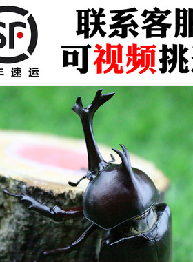 独角仙成虫活体幼虫宠物套餐顺丰