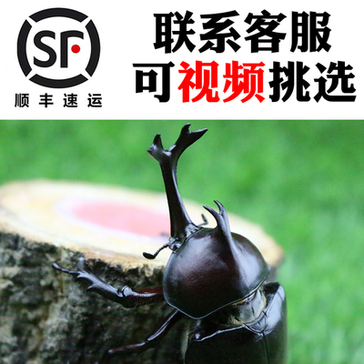 独角仙成虫活体幼虫宠物套餐顺丰