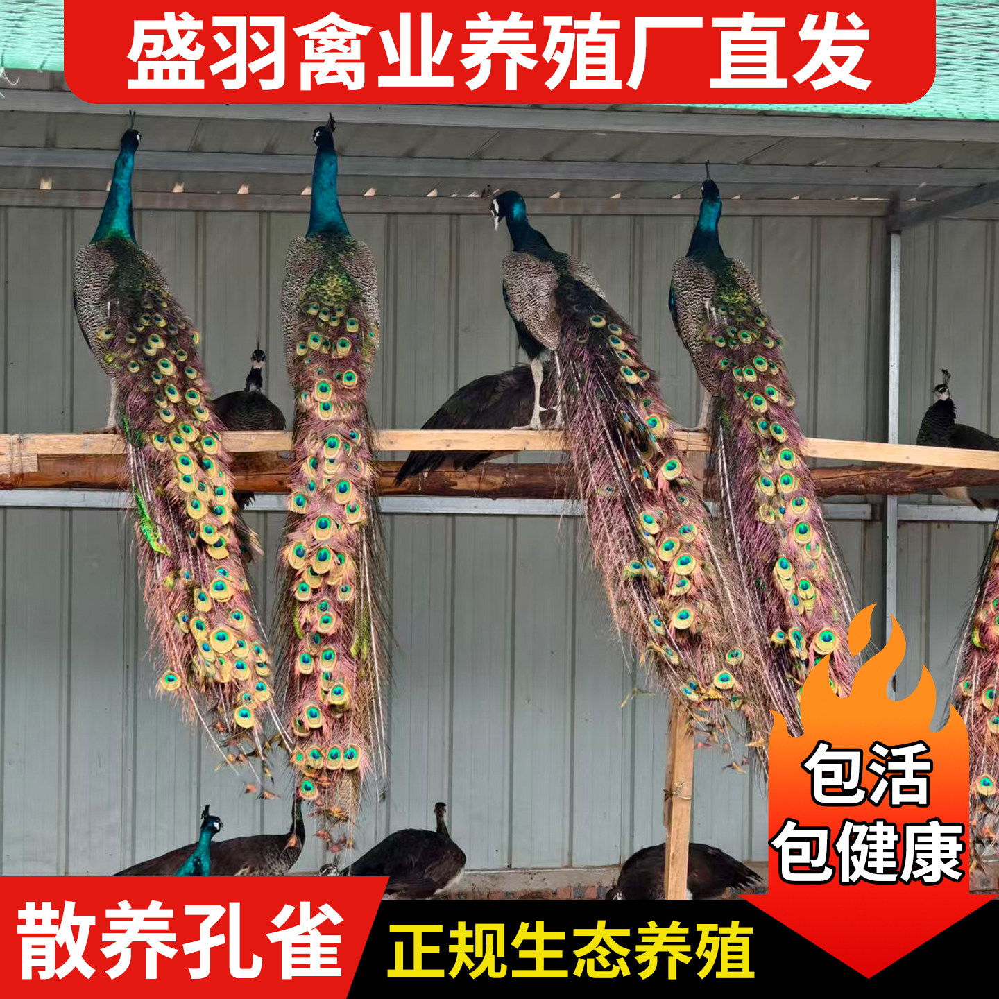孔雀活体 青年成年三个月到七个月蓝孔雀包邮包活到家公母一对