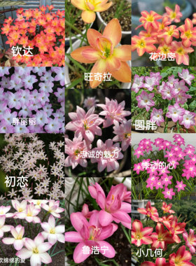 七里花乡风雨兰爆花多年生
