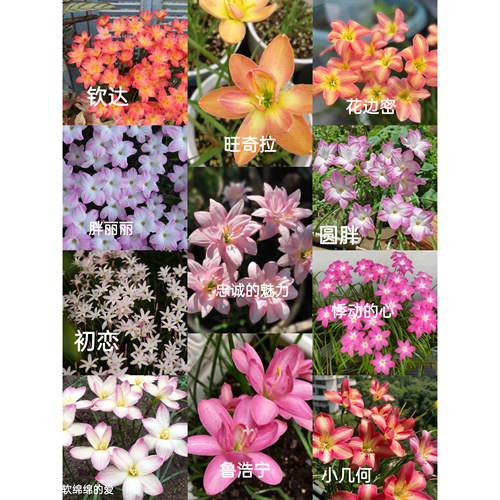 七里花乡风雨兰爆花多年生