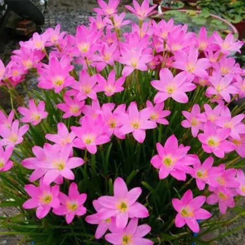 七里花乡风雨兰种球 粉色单瓣韭兰葱兰多年生球根花卉植物