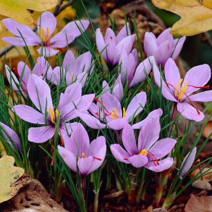 七里花乡藏红花耐寒球根花卉