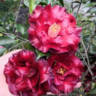 原生盆栽三四十公分高黑魔法茶花黑红色花农产地