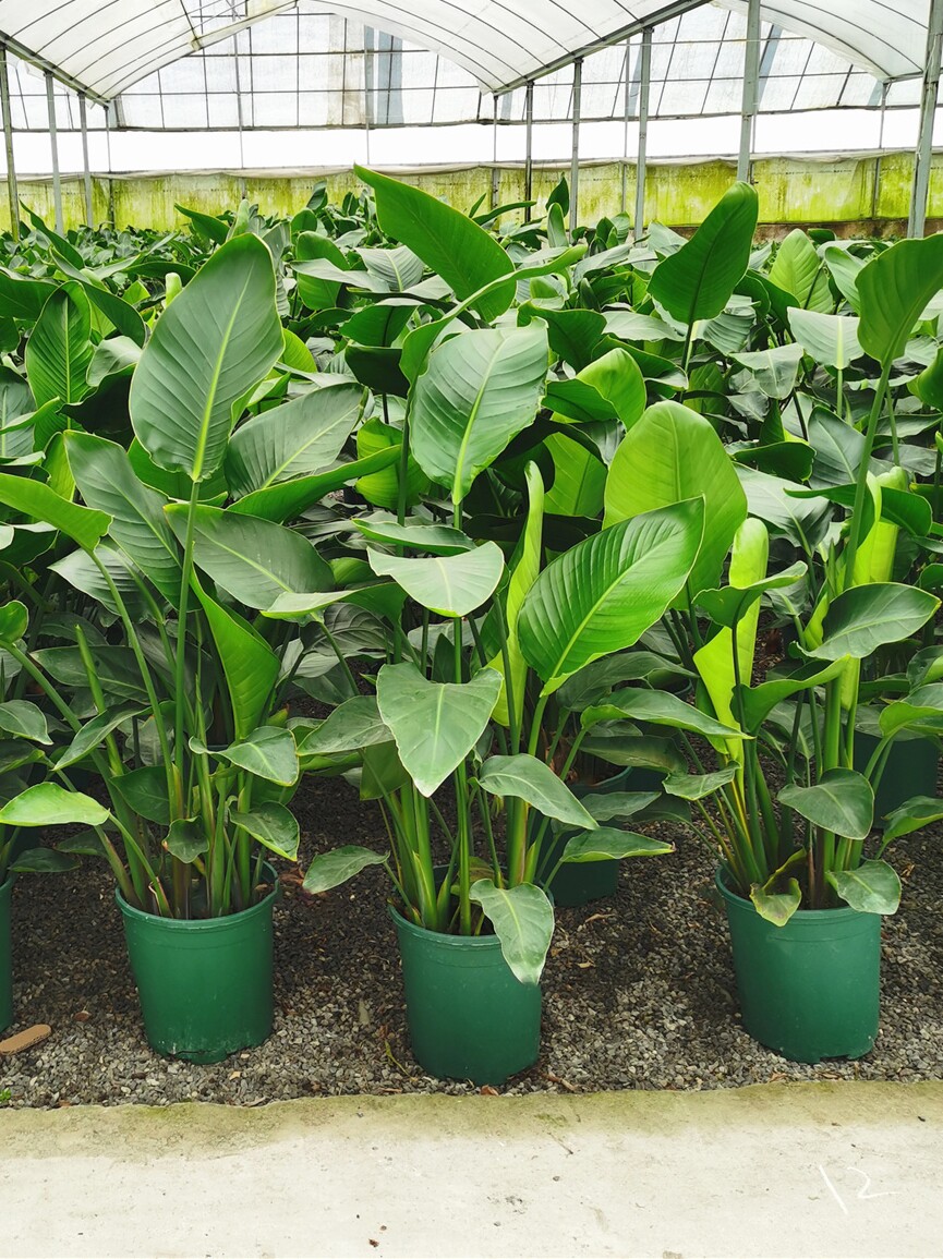 适合客厅摆放的绿植大型室内盆栽植物网红大盆北欧办公室天堂鸟