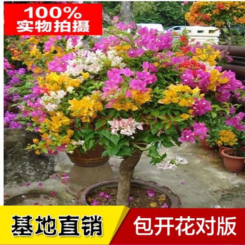 重瓣三角梅大花苗盆栽带花四季卉爬藤绿植物室内外庭院阳台