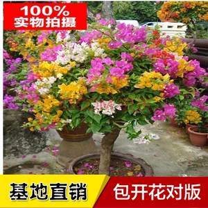重瓣三角梅大花苗盆栽带花四季卉爬藤绿植物室内外庭院阳台