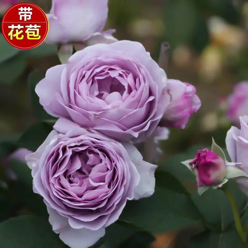 灌木风暴月季花苗玫瑰花盆栽花卉
