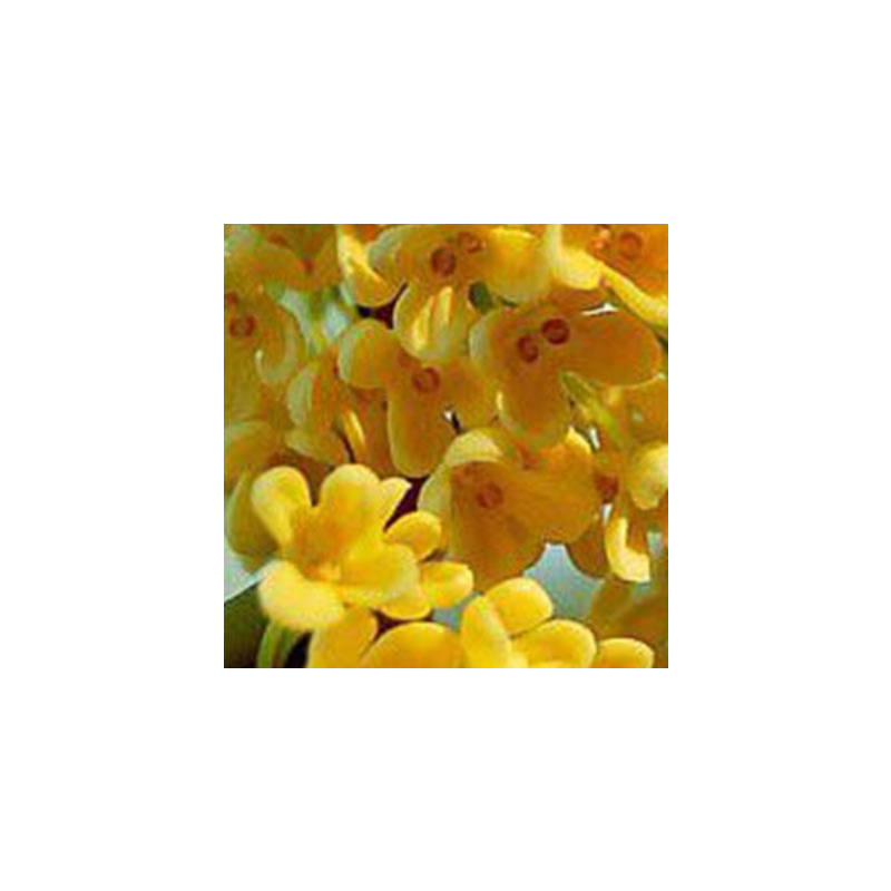 四季桂花庭院桂花树苗