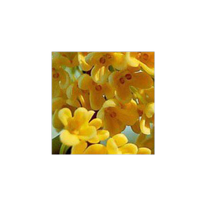 四季桂花庭院桂花树苗