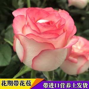 玫瑰复色阳台庭院盆栽切花月季