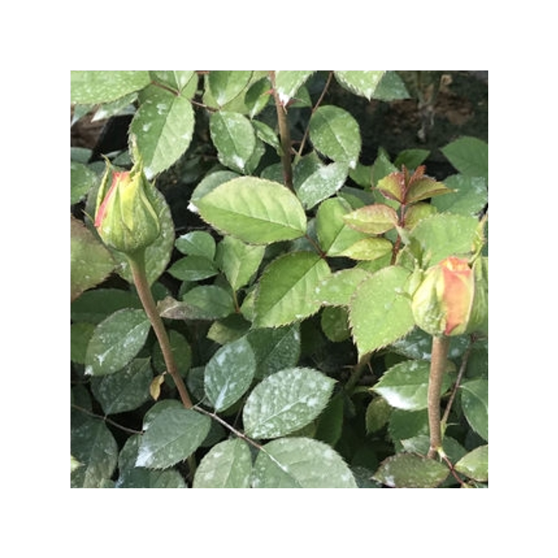 复色系列大花香水月季阿班斯四季玫瑰花苗花卉植物室内外庭院盆栽