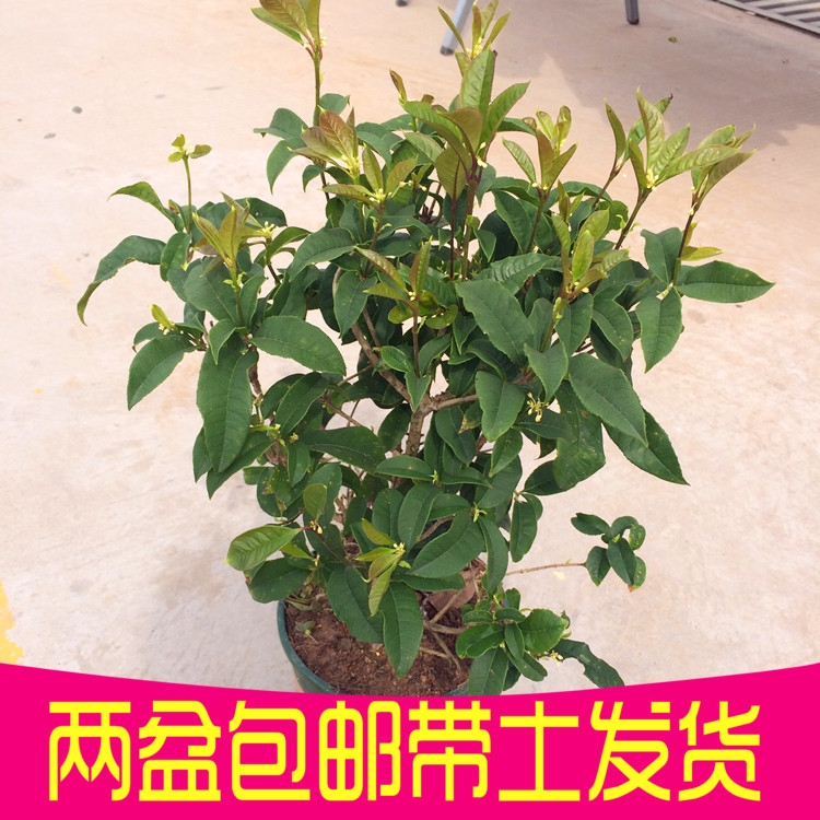 新品桂花桂花盆栽四季桂盆栽金桂丹桂沉香桂庭院阳台绿植花卉