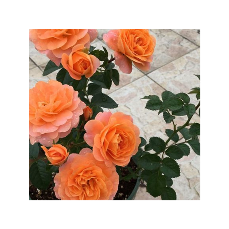 阳台观花植物盆栽玫瑰月季