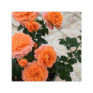 阳台观花植物盆栽玫瑰月季