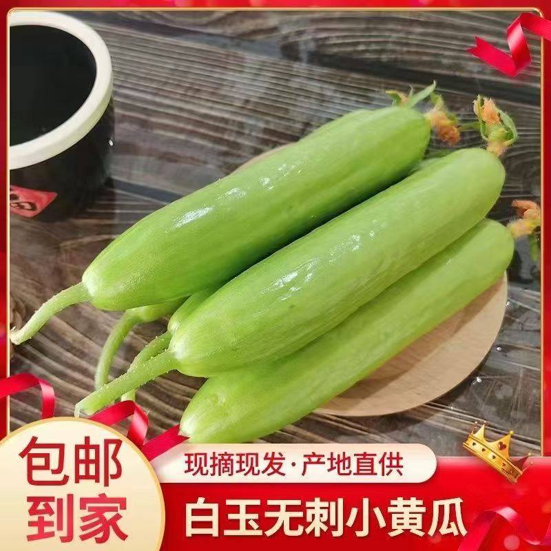 无刺奶油小黄瓜现摘即食水果孕妇农家清脆白玉代餐绿色新鲜清香