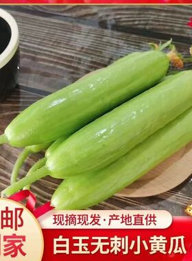 无刺奶油小黄瓜现摘即食水果孕妇农家清脆白玉代餐绿色新鲜清香