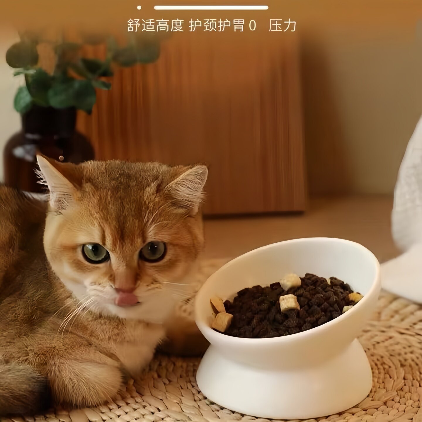矮脚猫猫碗倾斜大口径黑色猫食盆陶瓷不黑下巴大号喝水喝奶碗幼猫图片